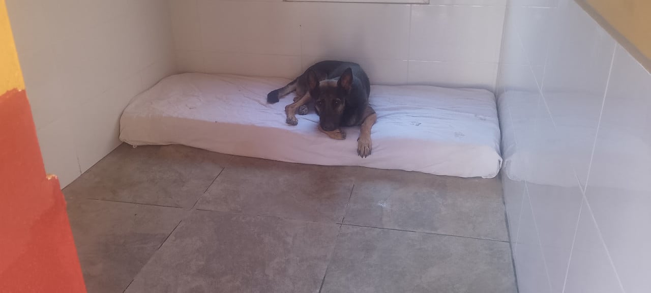 Alora Dog Rescue: Leo wacht al zo lang