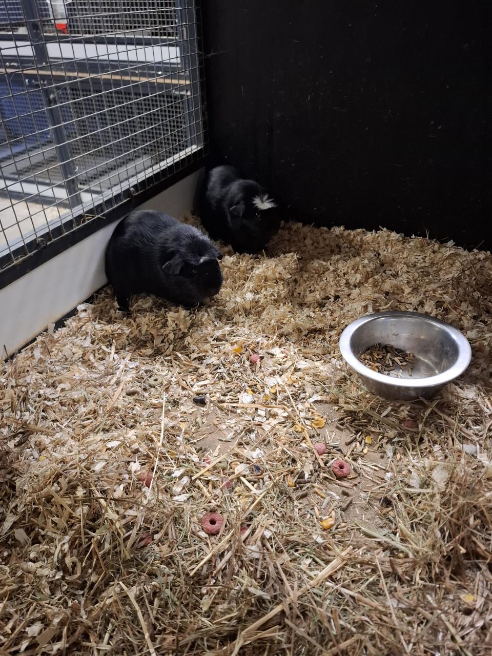 Ruime keuze uit cavia's