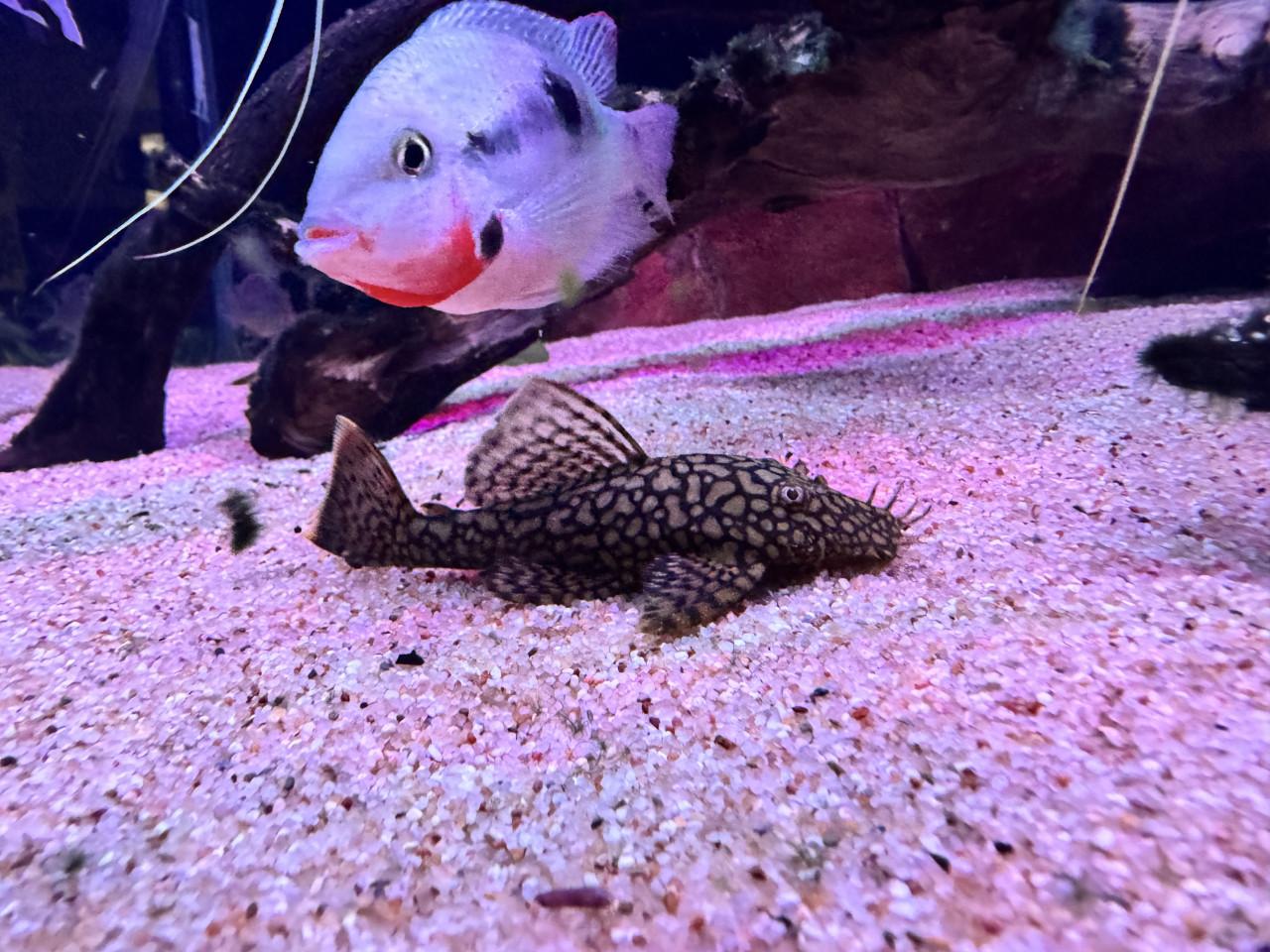 Wabenmuster L519 (Honeycomb)