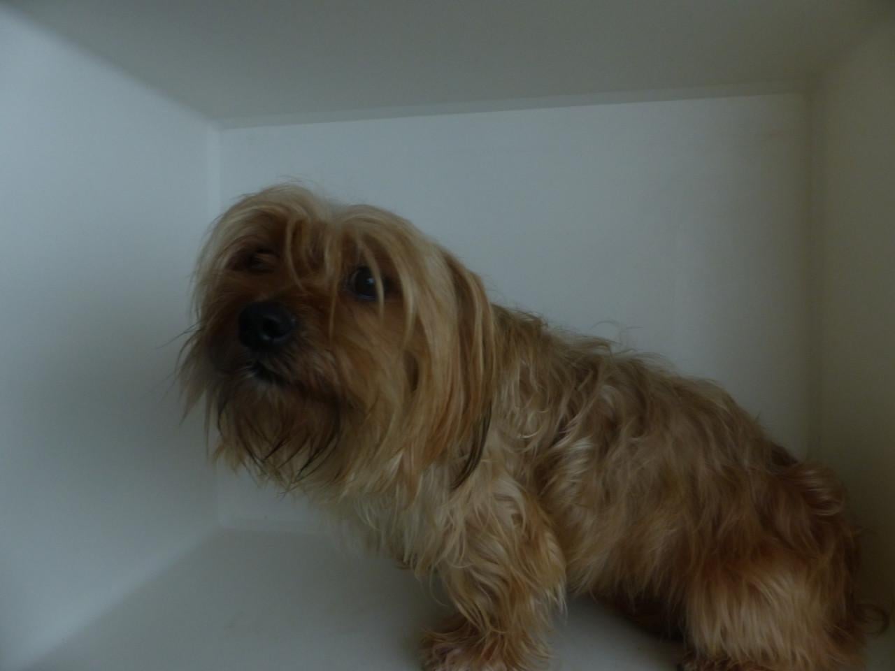 Reutje 1 jaar oud Yorkshire Terrier mix super gezond en leuk