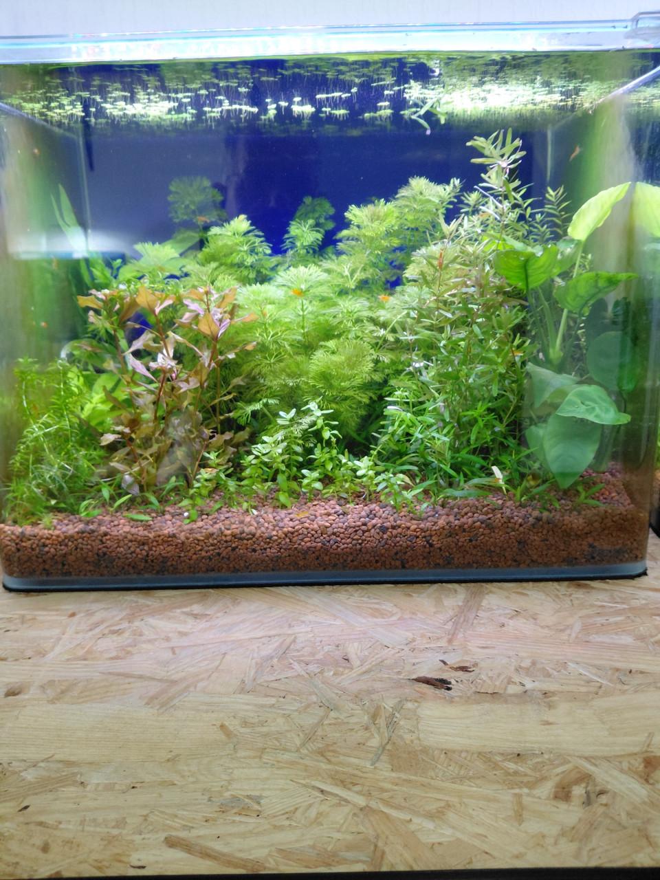 Aquarium planten