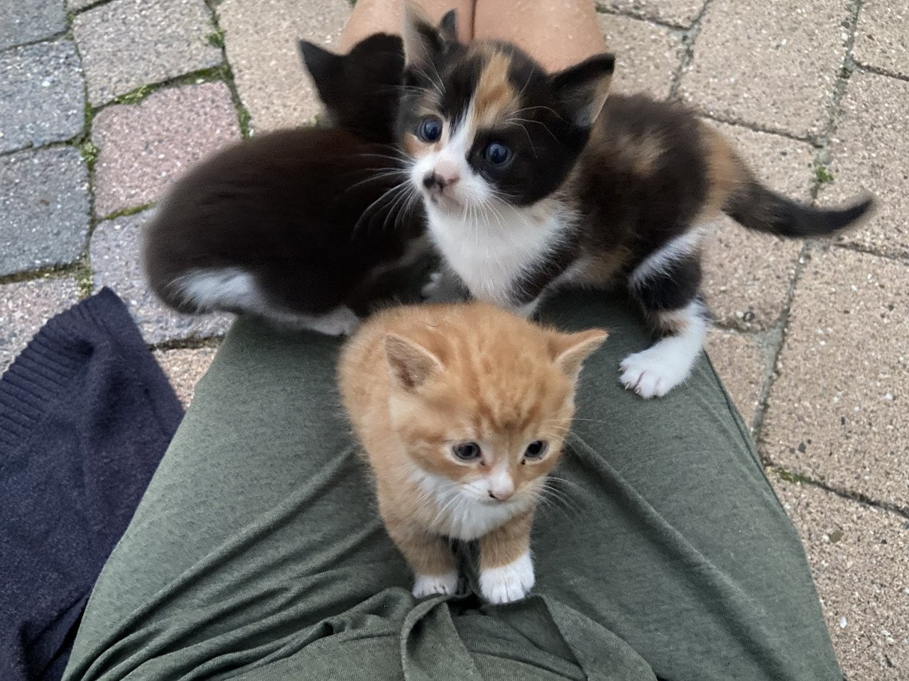 3 snoezige kittens