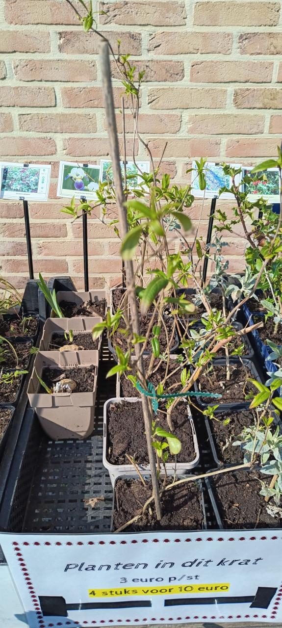 Mooie grotere potmaten in ons plantenkraampje,... ++ TIP ++