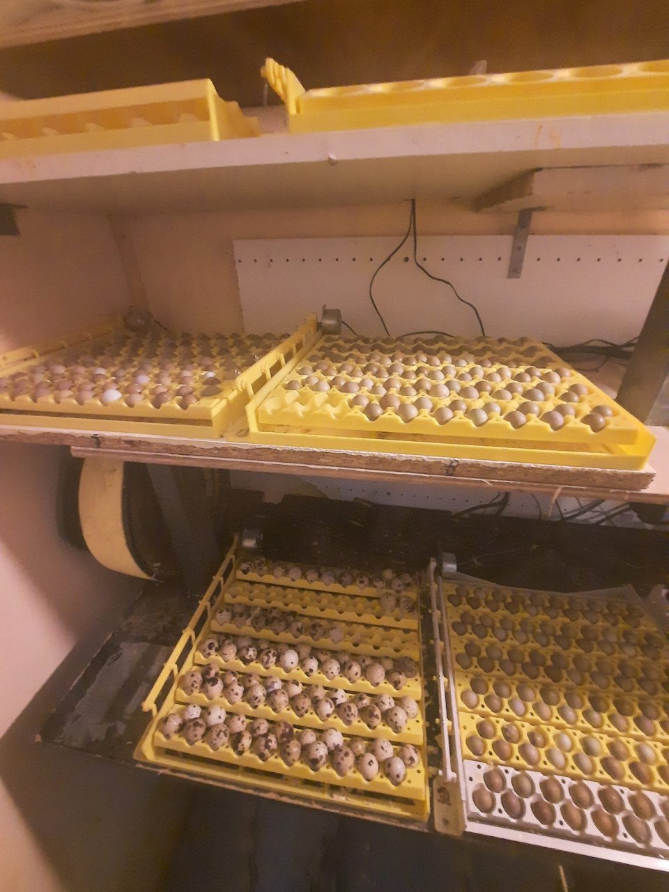 Japanse kwartels, broedeieren/consumptie eieren japanse kwartel