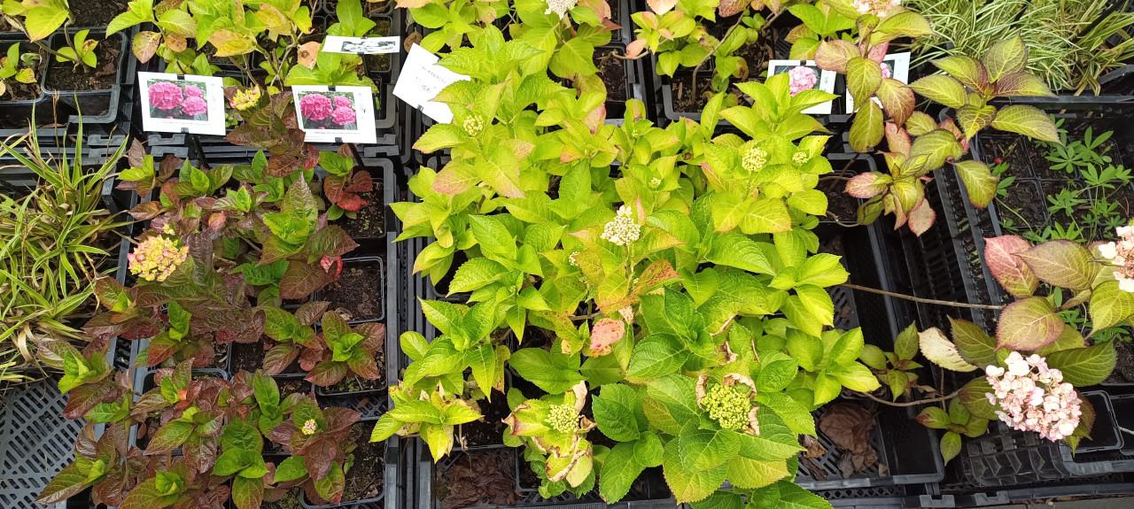 Diverse soorten Hortensia’s in pot, staan nu prachtig in bloei !