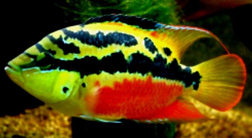 Mooi gekleurde cichliden soort
