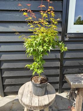 De Acer palmatum 'Wilson's Pink Dwarf' Japanse esdoorn