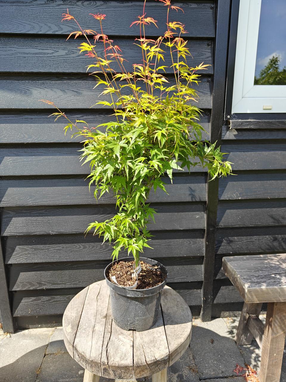 De Acer palmatum 'Wilson's Pink Dwarf' Japanse esdoorn