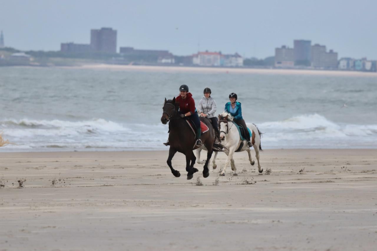 Irish Hunter/Irish Sporthorse ruin te koop