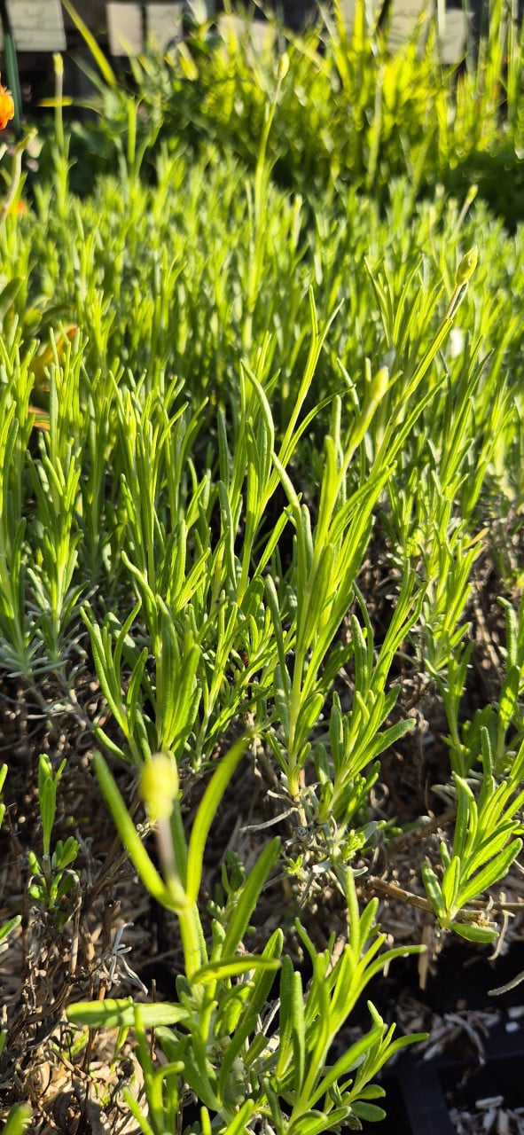 Vaste planten biologisch opgekweekt