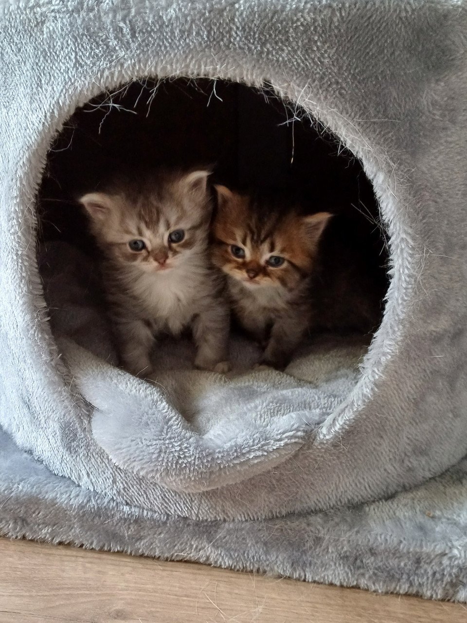 We hebben 2 prachtige langhaar kittens beschikbaar,