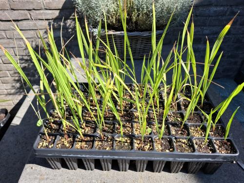 Jonge plantjes Washingtonia Robusta