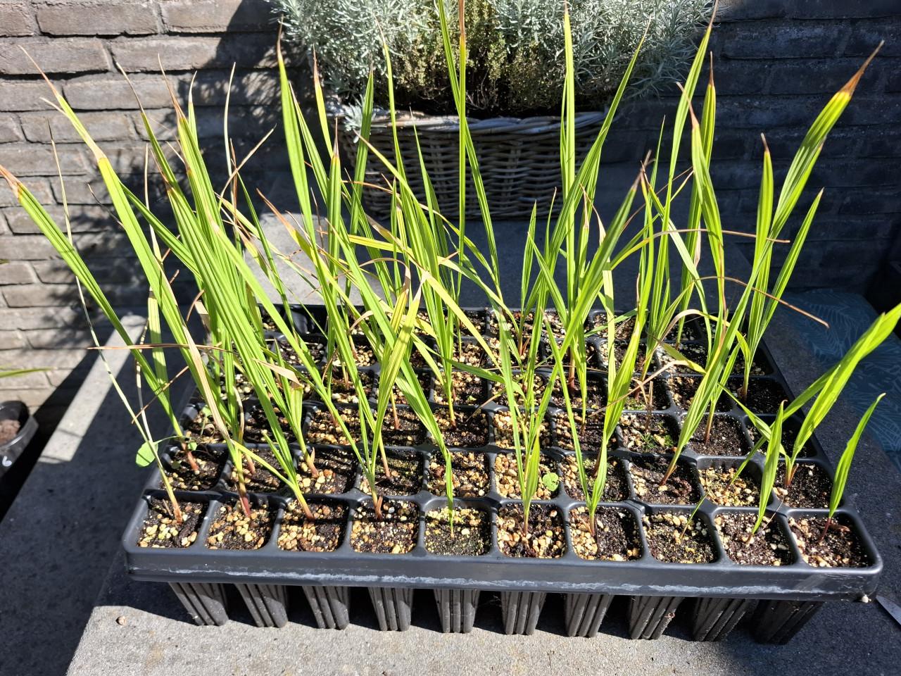 Jonge plantjes Washingtonia Robusta