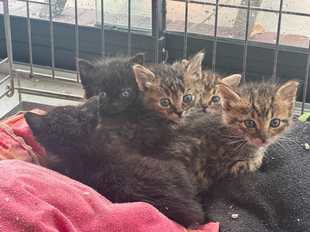 Kittens