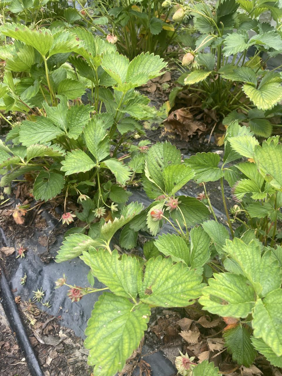 Aardbeienplantjes