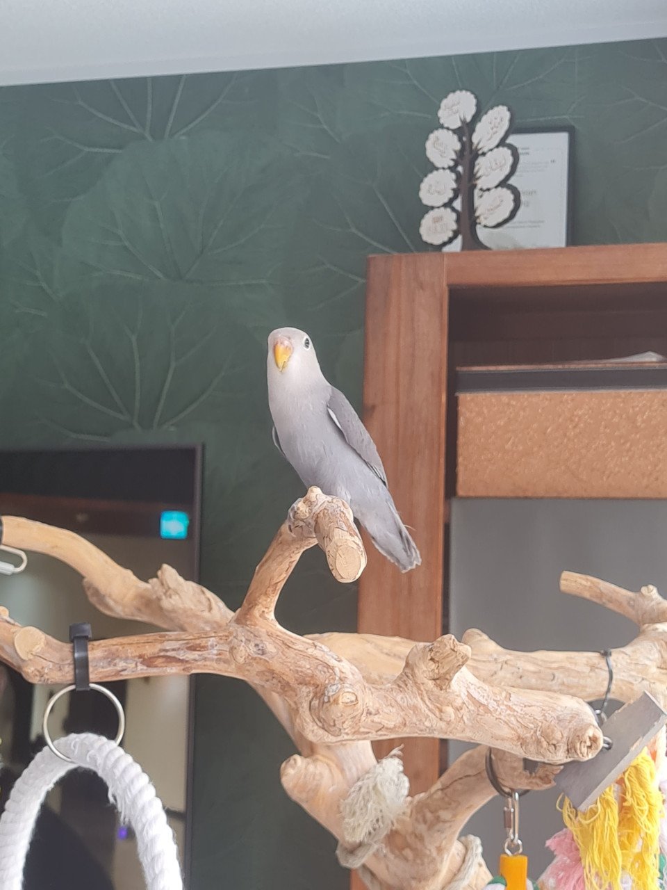 Jonge Agapornis Roseicollis te koop
