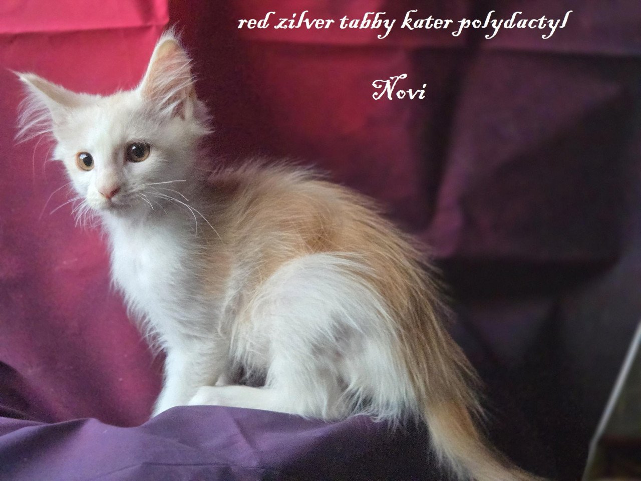 7  prachtige maine coon kittens met stamboom