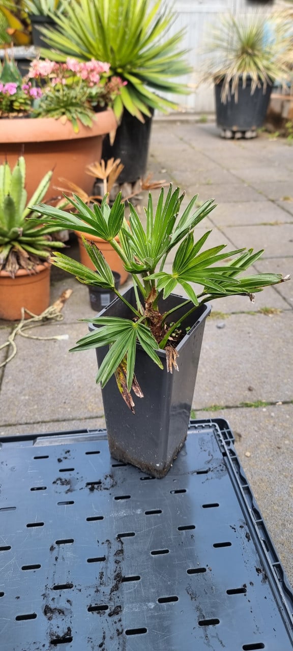 Trachycarpus Wagnerianus te koop