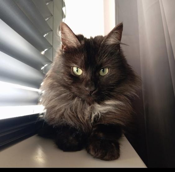 Kitten - mannetje