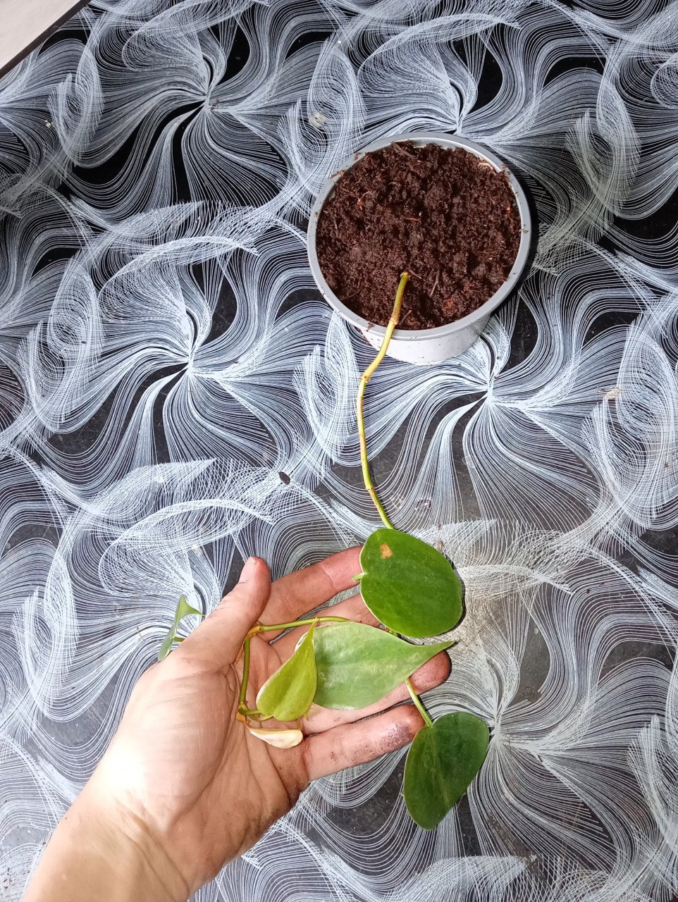 Heel veel stekjes van planten