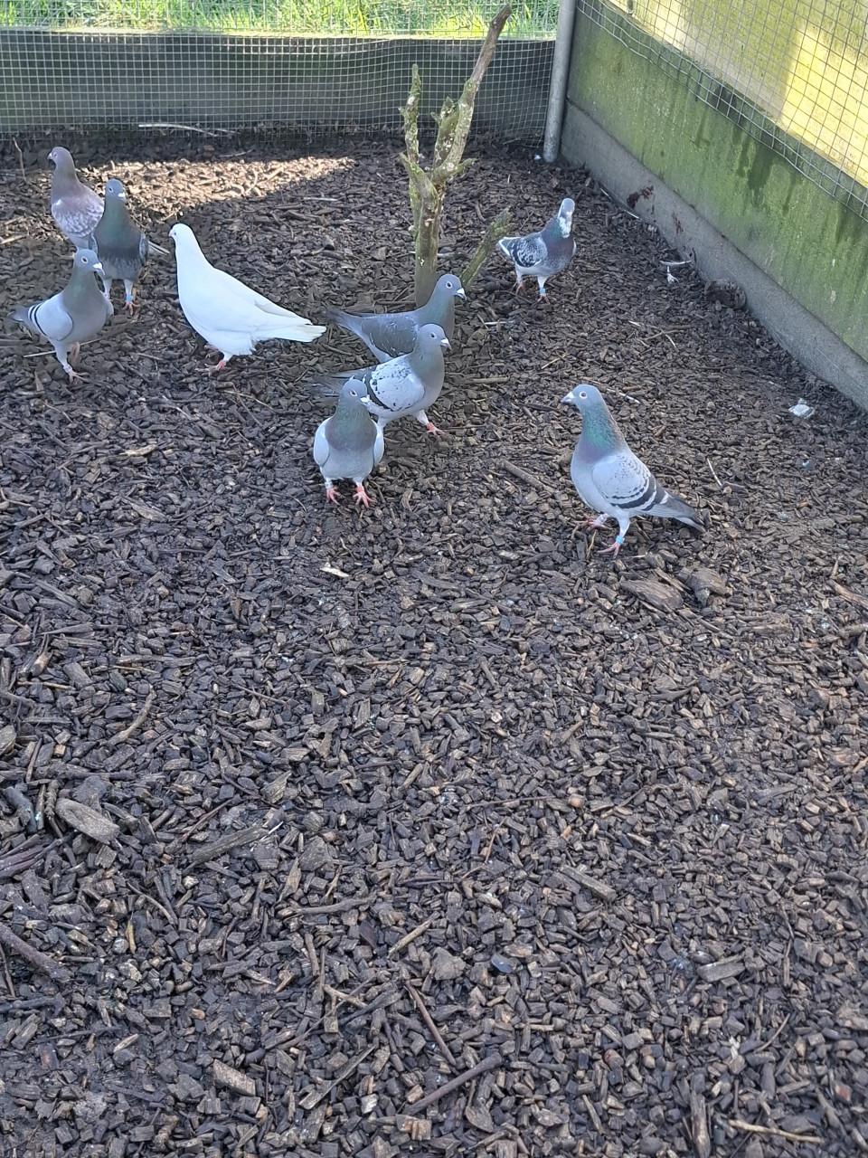 Postduiven en diverse sierduiven