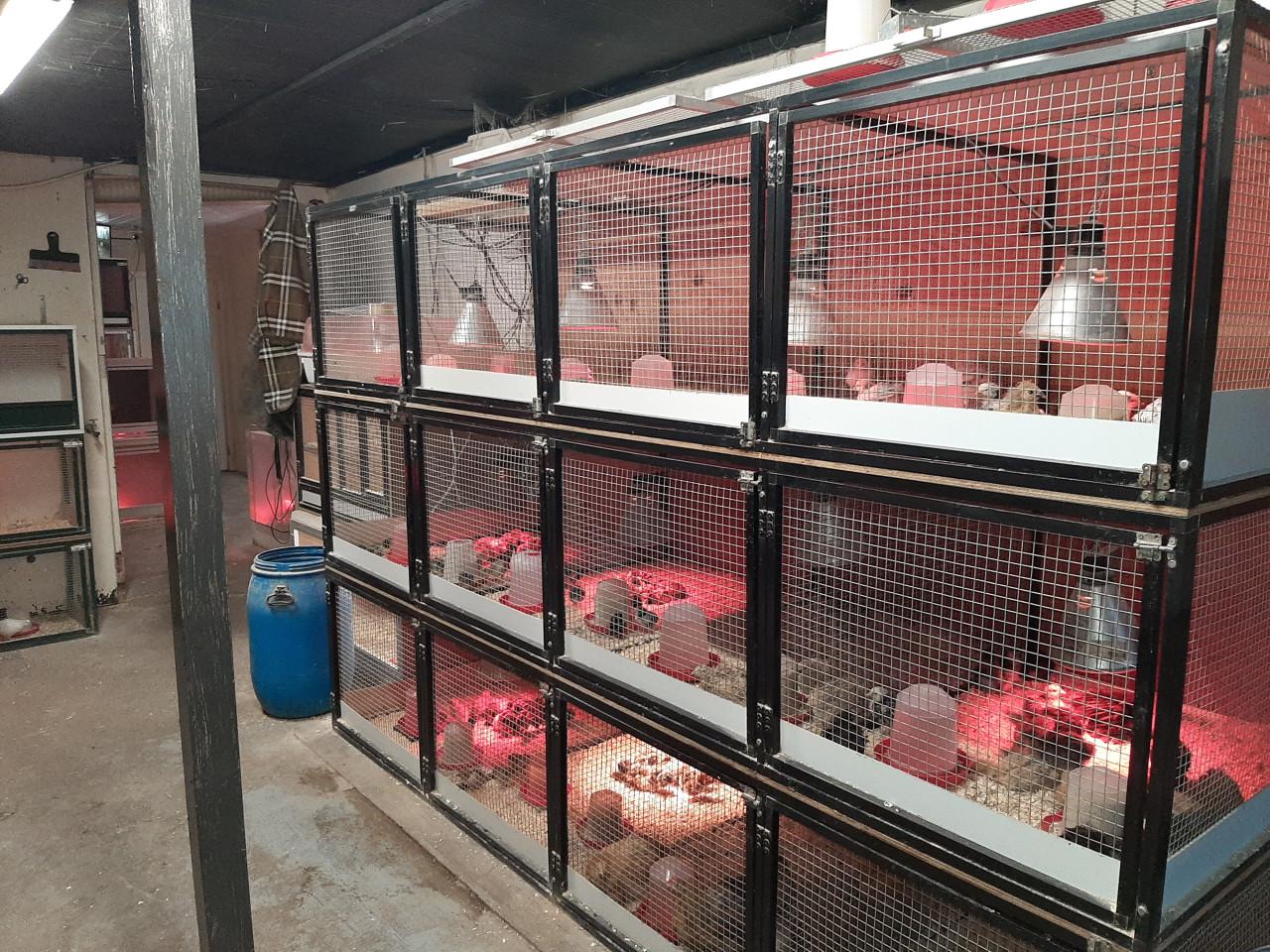 Wyandotte krielen van eendagskuiken tot 12 weken oud.