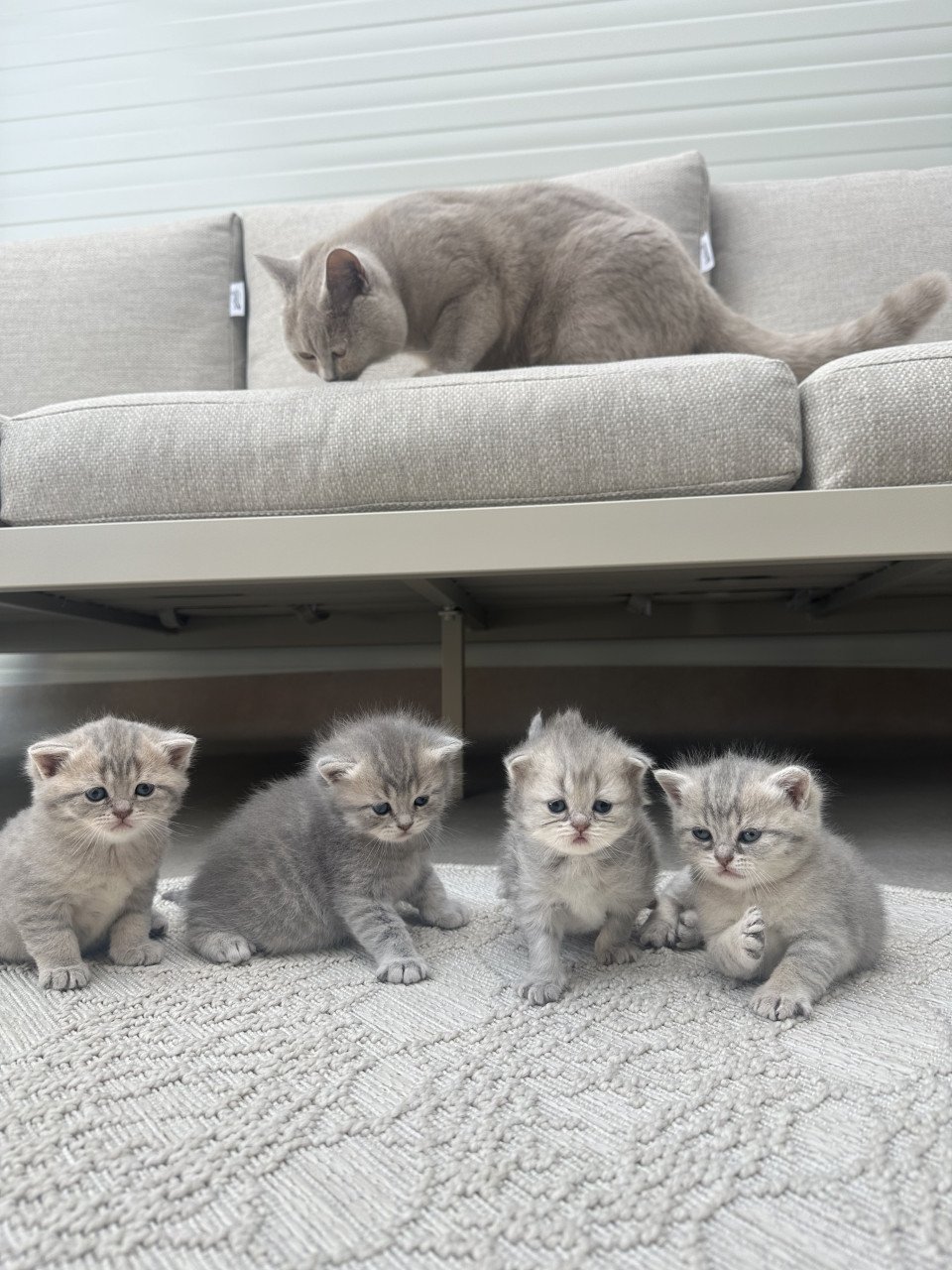 Britse korthaar kittens