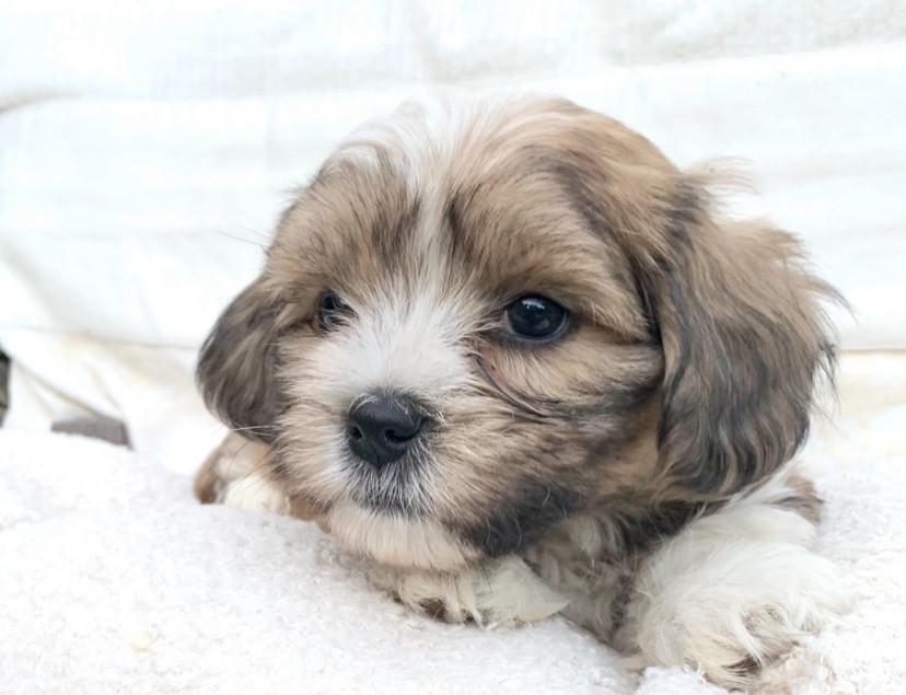 Shih Tzu /Maltezer pups