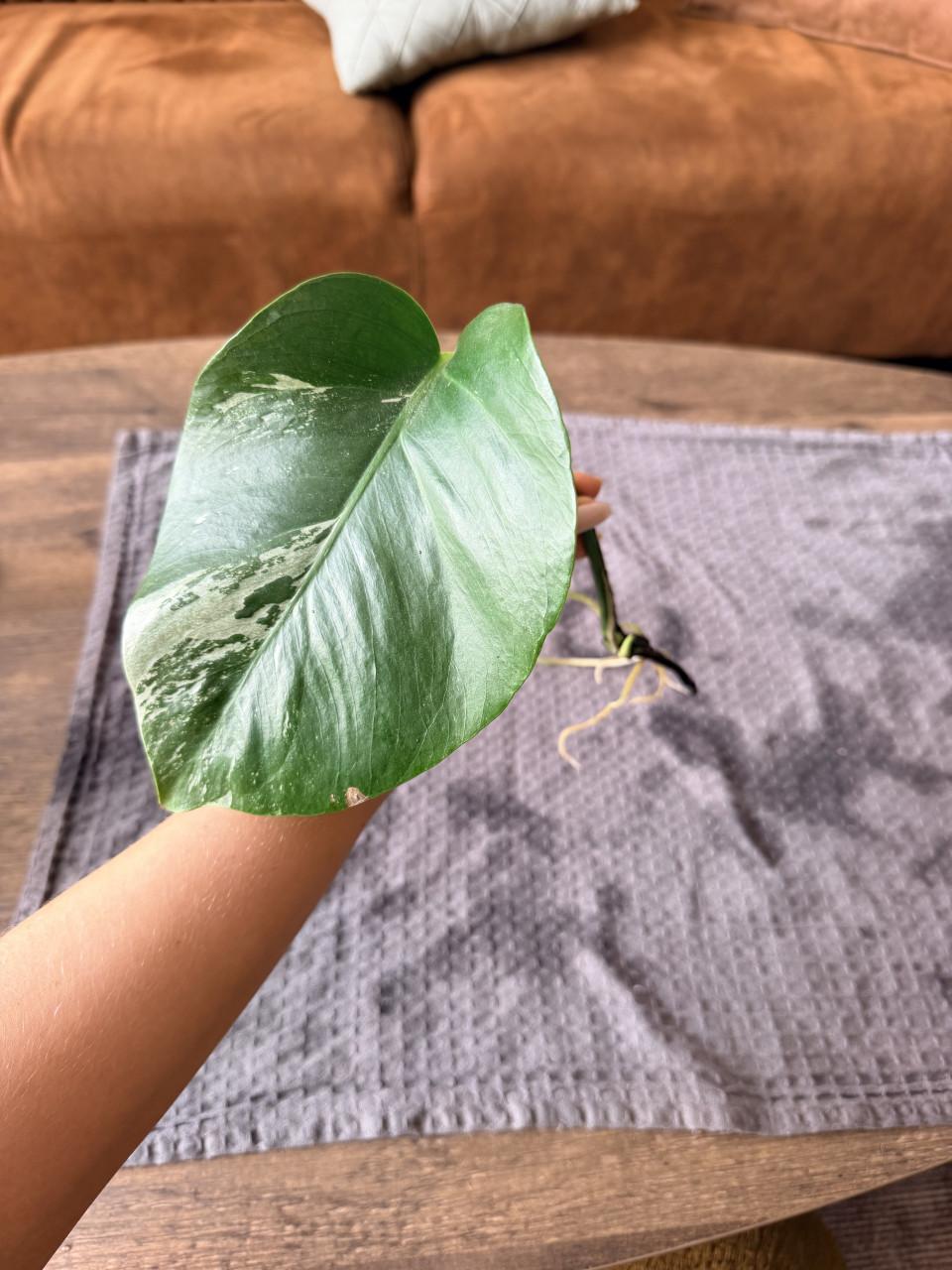 Monstera Deliciosa Variegata stekjes goed geworteld