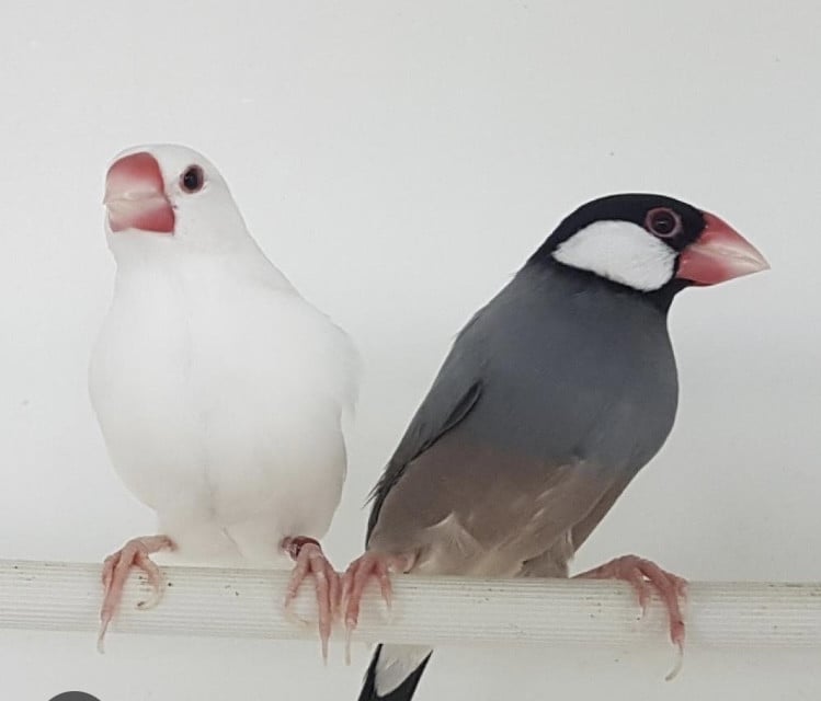 (GEVRAAGD)Rijstvogel pop