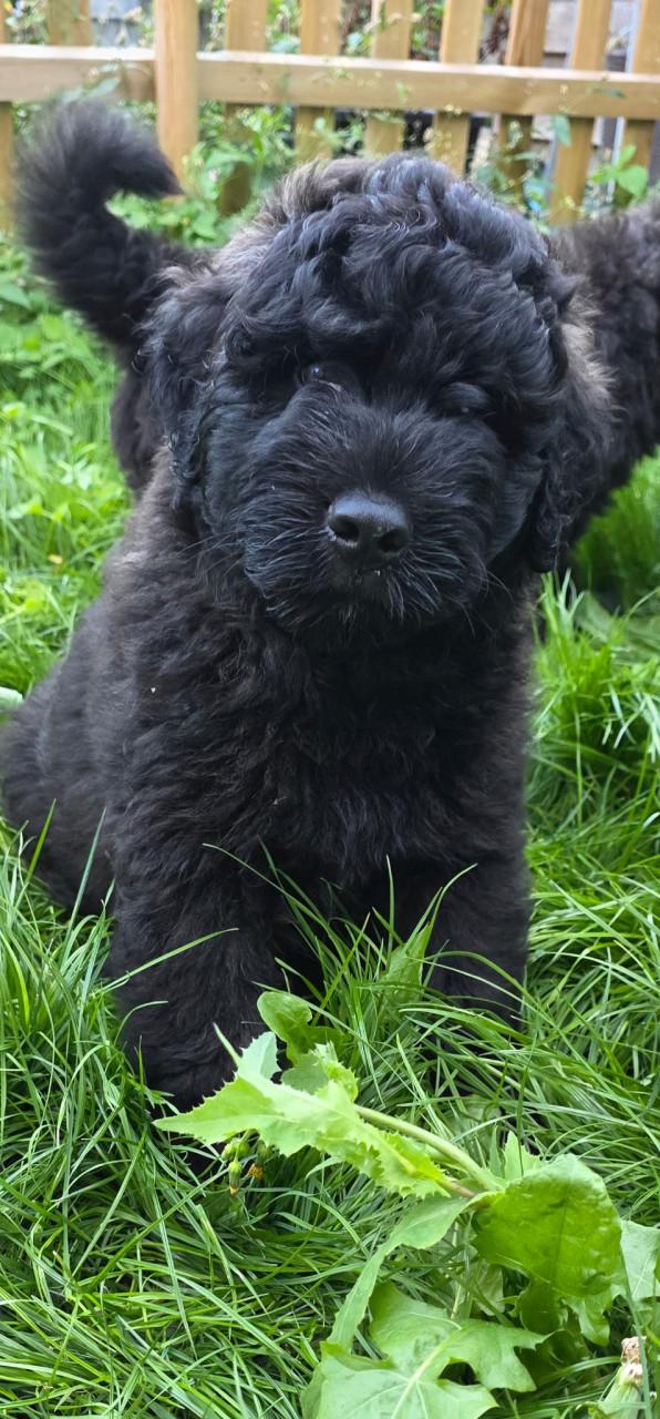 Prachtige Bouvier pups