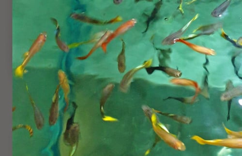 Vrouw guppies