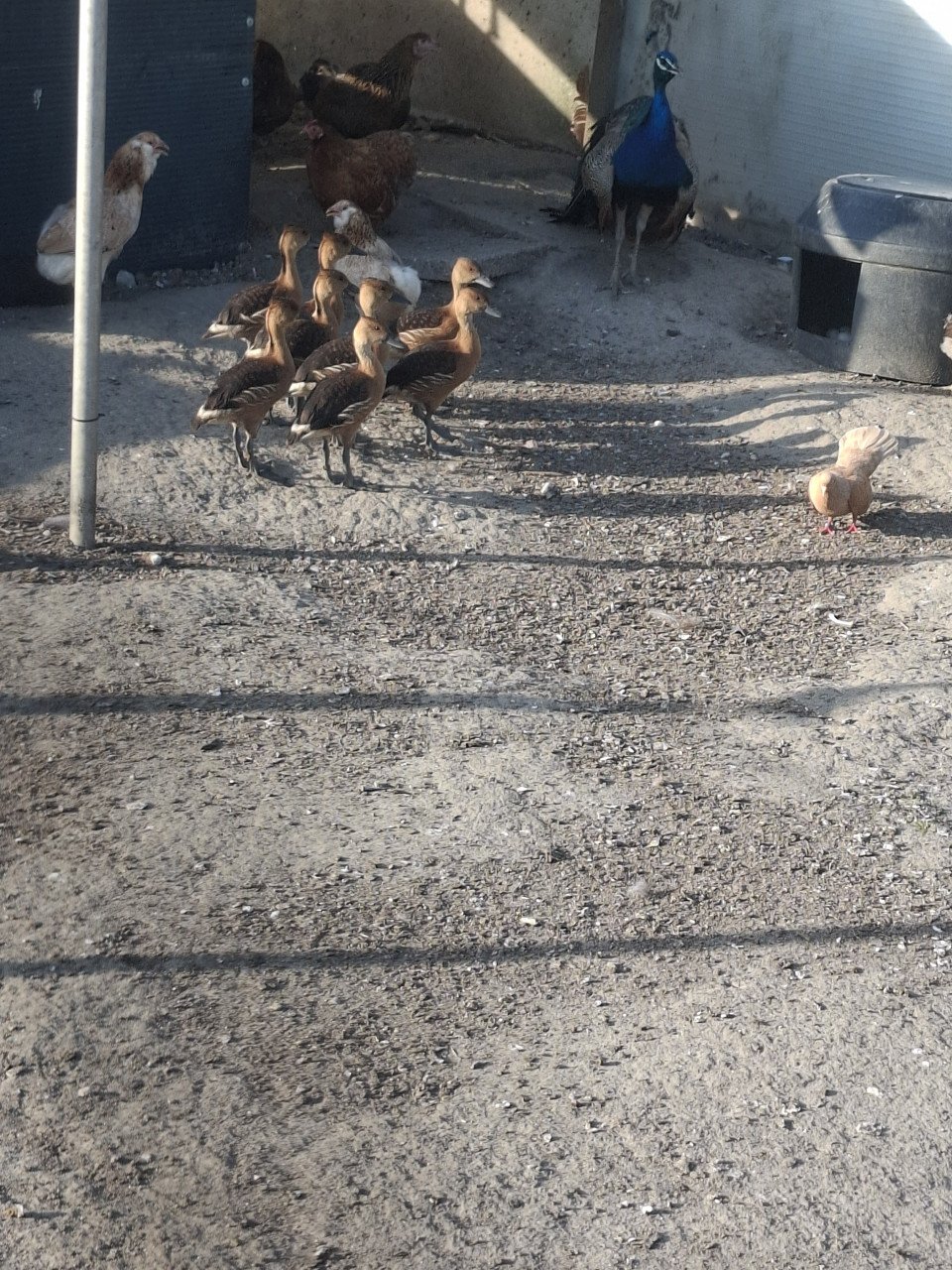 Diverse soorten eenden