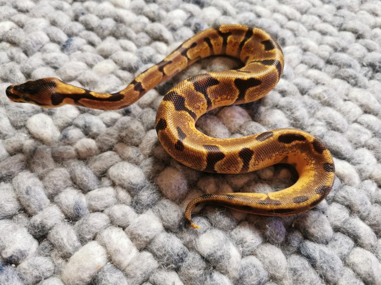 Super Enchi Koningspython (mannetje)