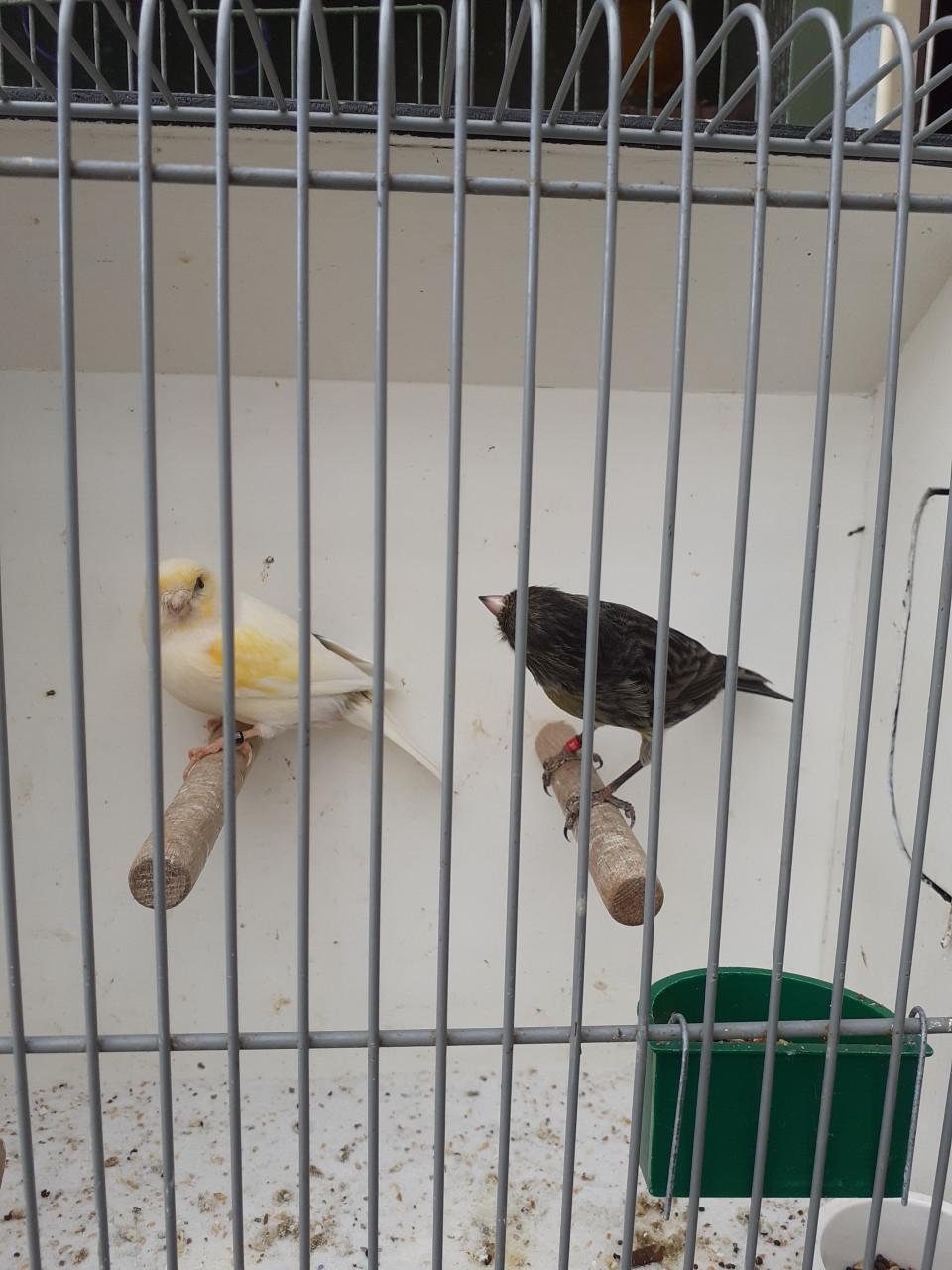 Koppel kanaries ( broedrijp. )