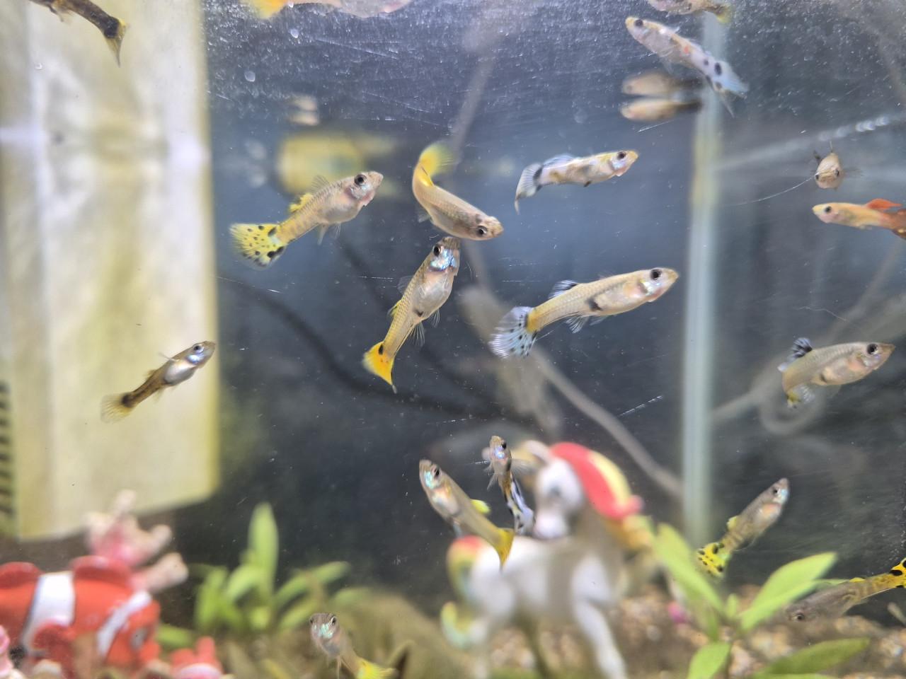 Aquarium met gupjes en toebehoren