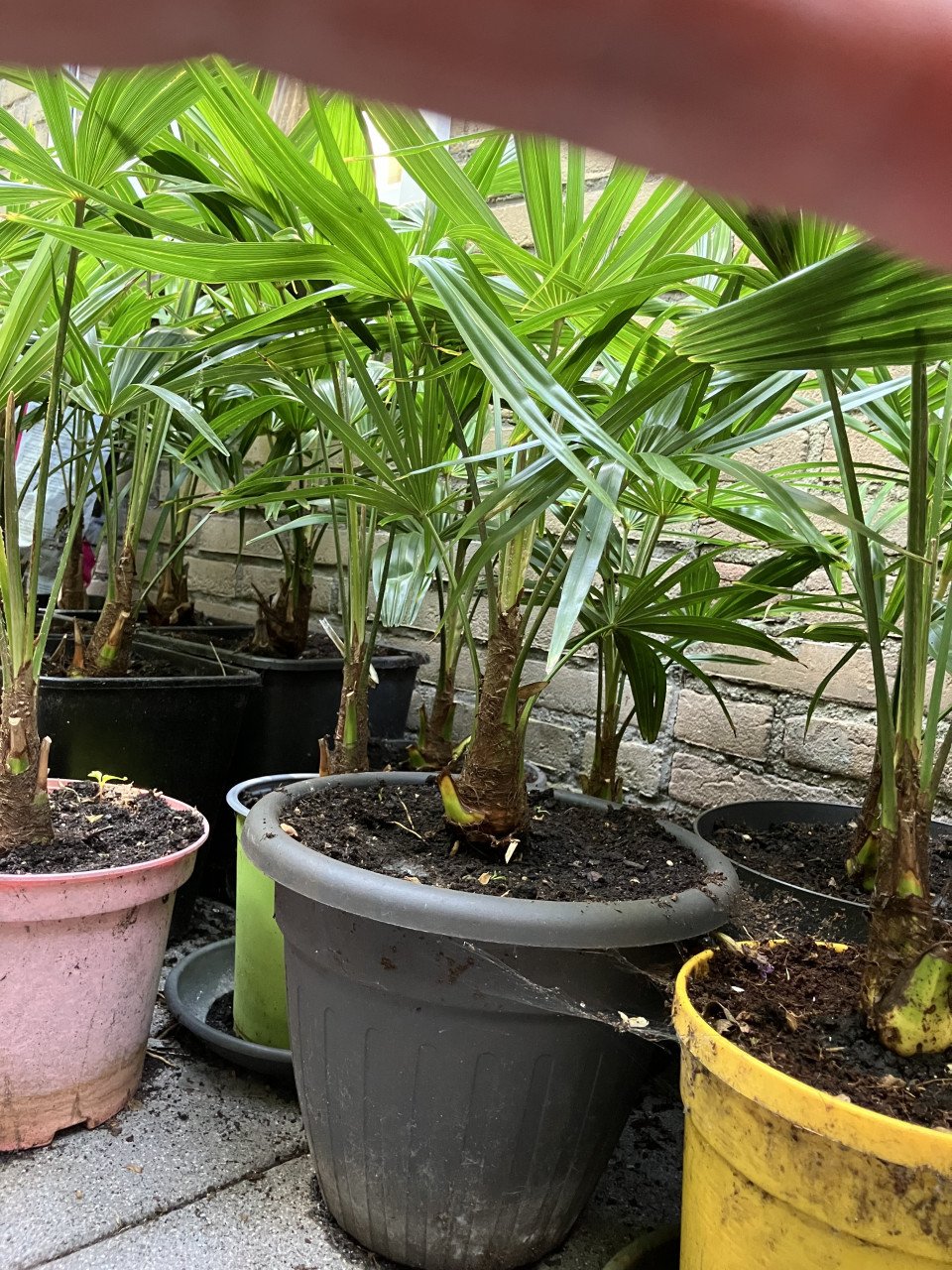 Winterhard palm, trachycarpus fortunei en vijgenboom