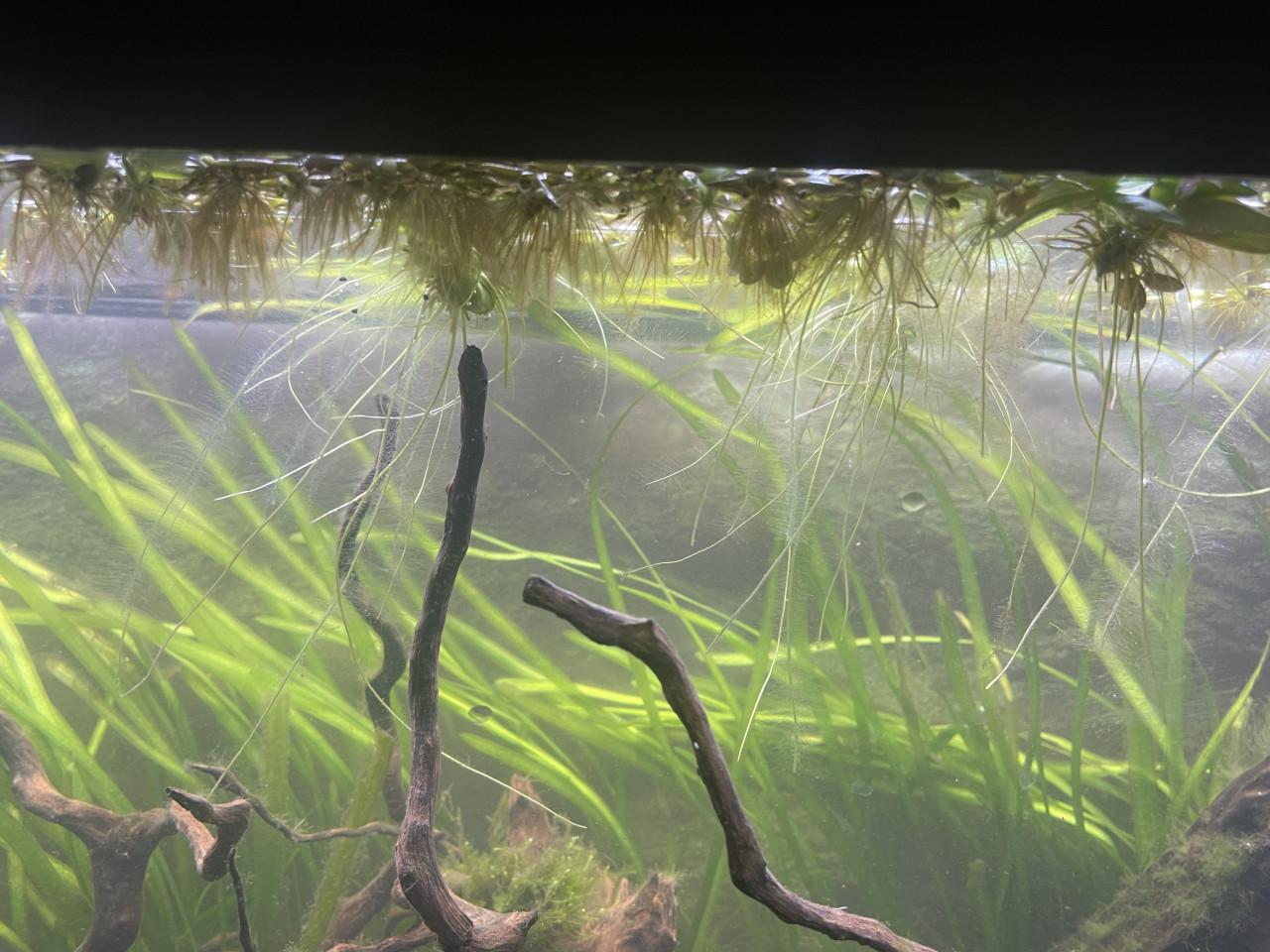 Drijfplanten aquarium