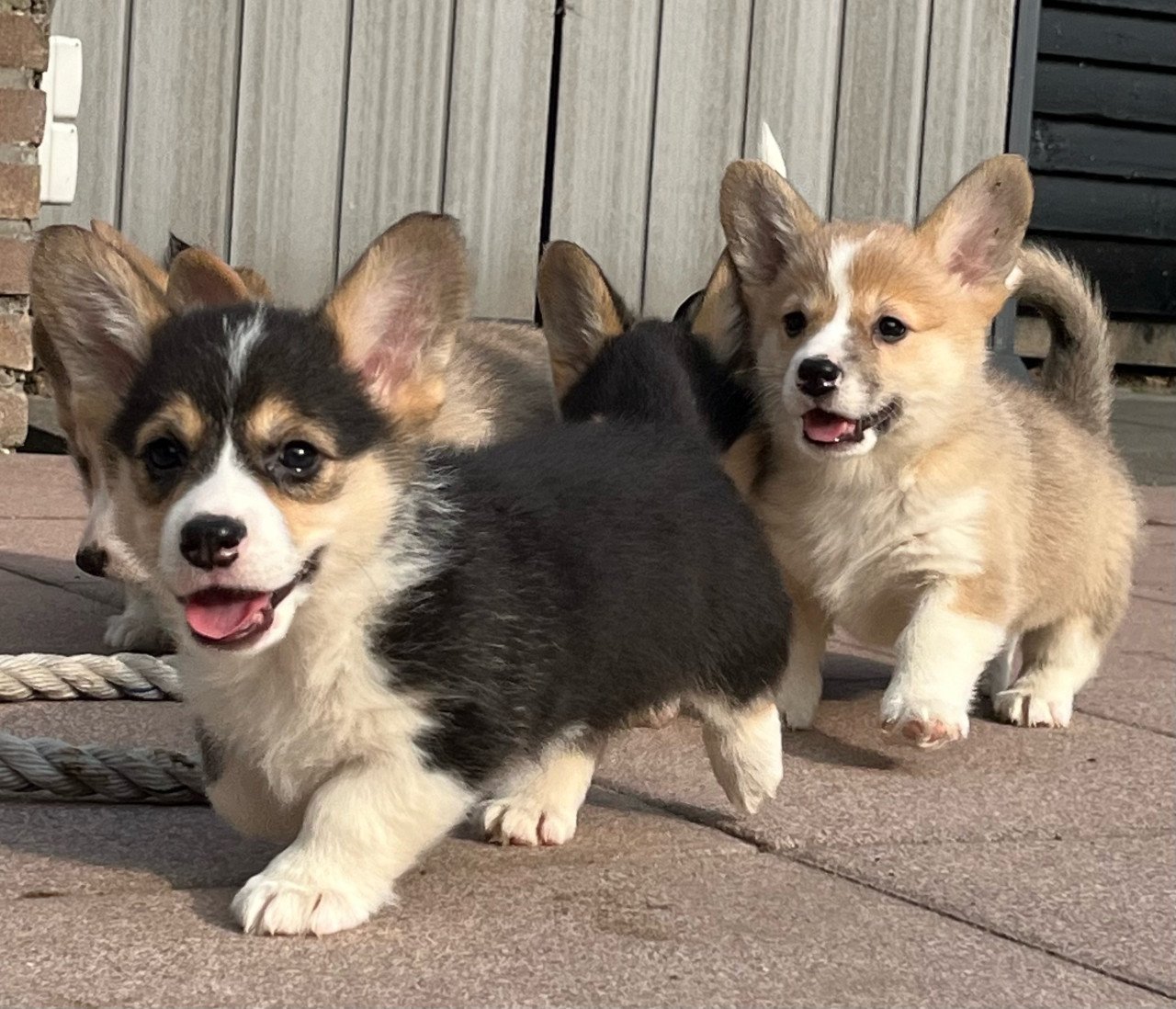 Welsh corgi pembroke puppies