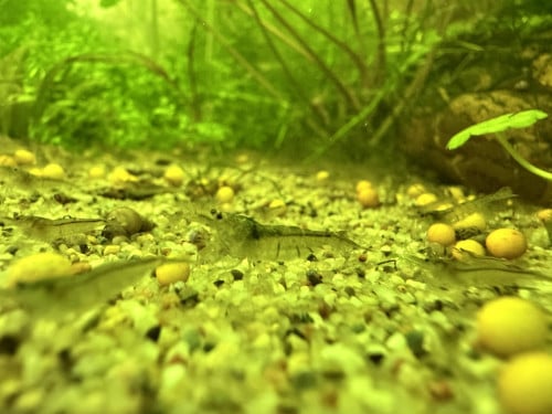 Neocaridina wildkleur (mini japonica)
