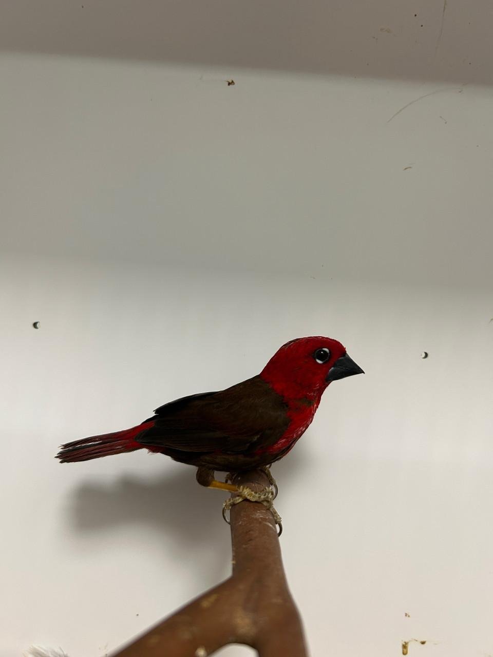 1-0 karmozijn astrilde