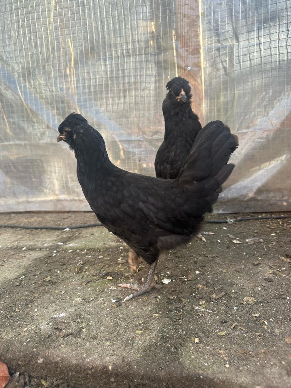 Mooie zwarte Araucana hennen te koop