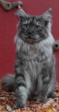 Maine coon dekker niet te koop !