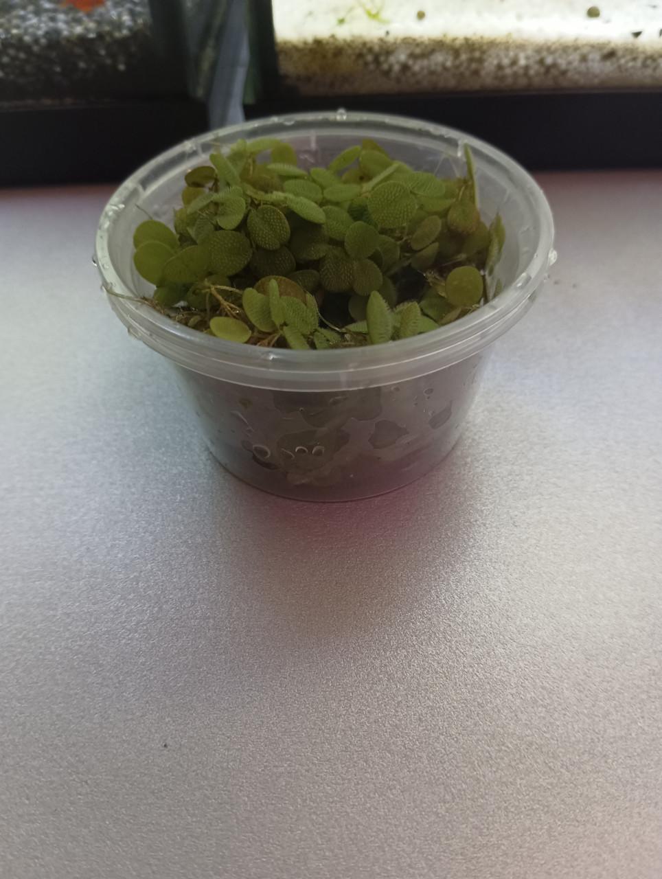 Salvina drijfplanten