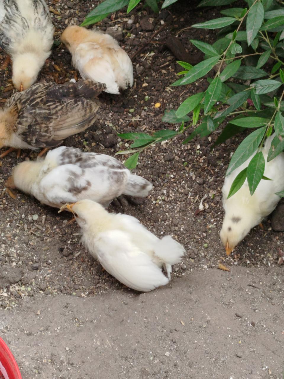 Kuikens