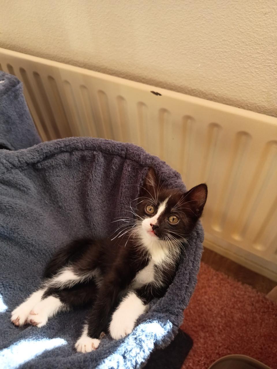 Kittens