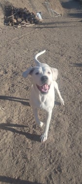 Alora Dog Rescue: Lieve Jess zoekt een baasje