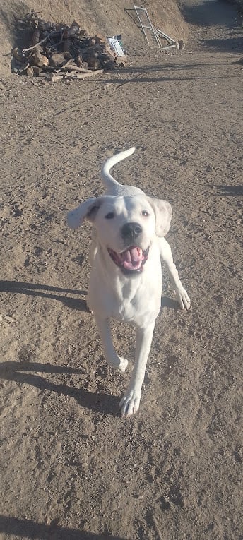 Alora Dog Rescue: Lieve Jess zoekt een baasje