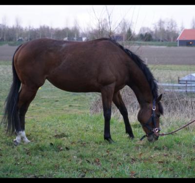 Draagmerrie aangeboden