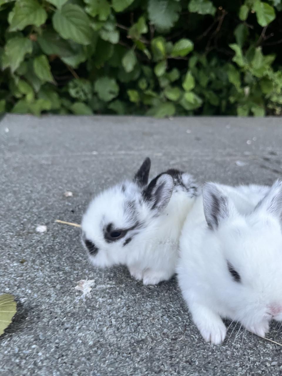 Baby konijntjes